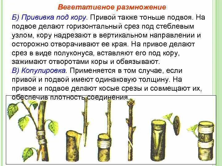 Вегетативное размножение прививкой инструкция. Размножение прививкой рисунок. Прививка растений вегетативное размножение. Вегетативное размножение прививкой черенком. Прививка за кору весной.