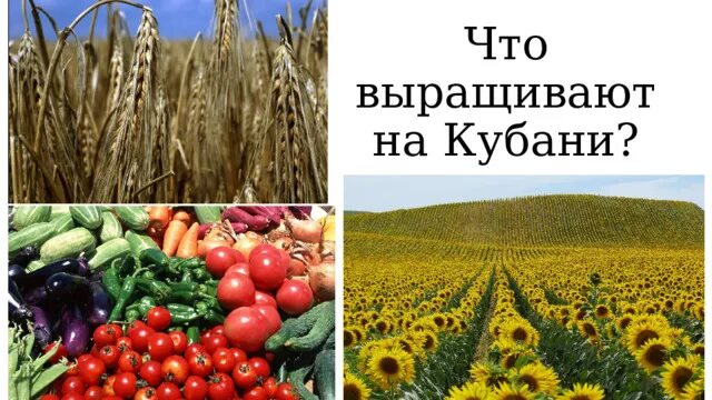 Культуры выращивают на кубани
