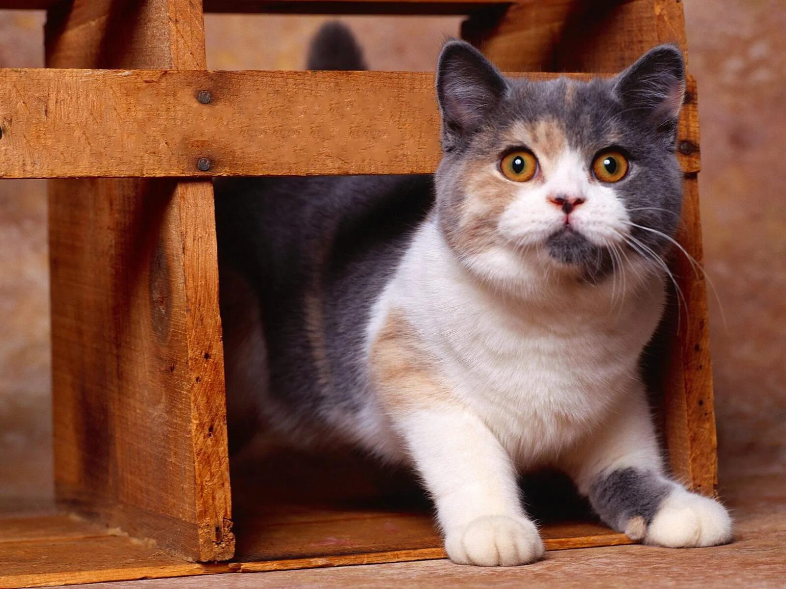 Как зовут кота