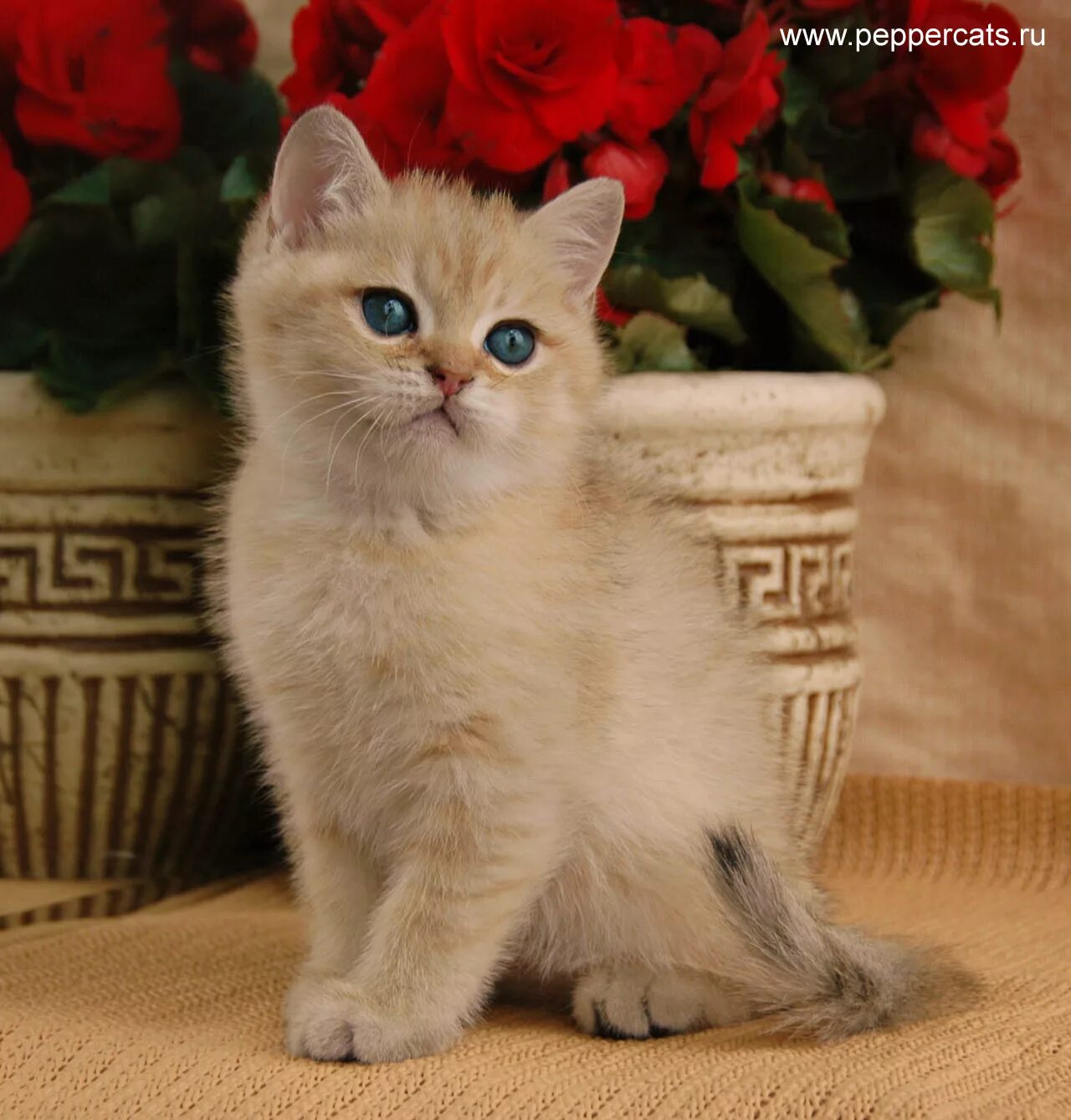 Котик 2 2 8