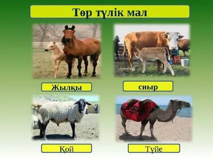 Тері және секс туралы бейнелер