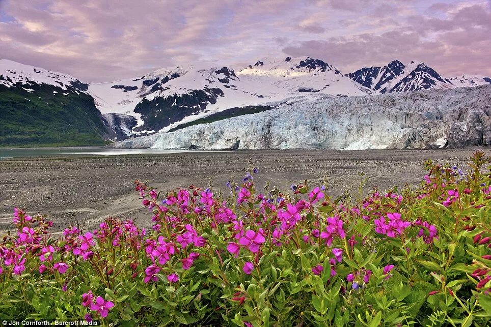 Цветок аляска. Аляска трава. Аляска цветы. Растения Аляски. Аляска природа.