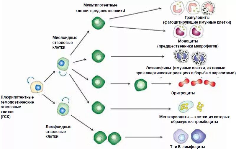 Стволовые клетки схема. Схема стволовой клетки. Схема развития стволовых клеток клетки предшественни. Лимфоидная стволовая клетка схема развития.