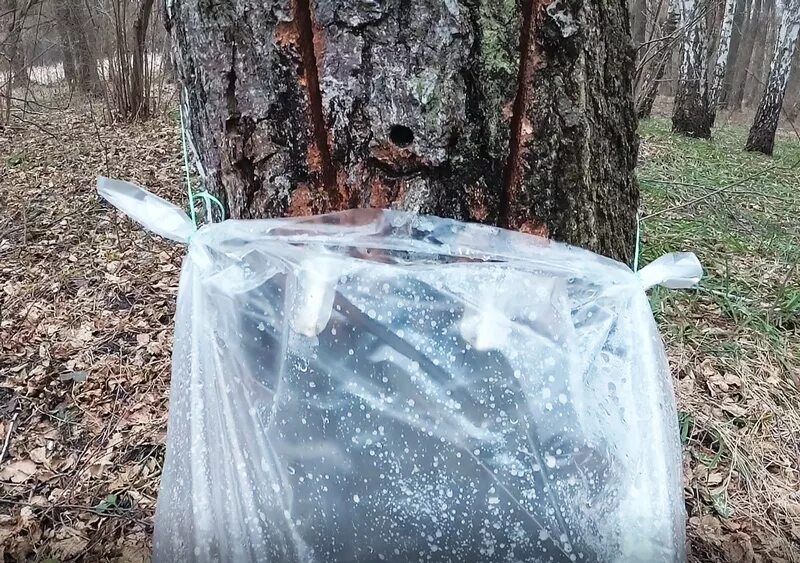 Пакеты для сбора березового сока. Приспособление для сбора березового сока. Мешки для березового сока. Сбор березового сока целлофановым пакетом. Приспособление для березового сока купить