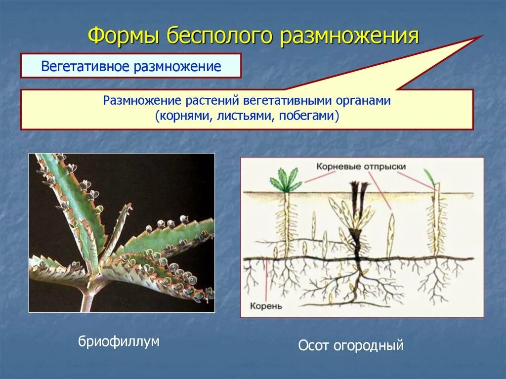 Бесполое вегетативное размножение растений. Характеристика вегетативного бесполого размножения. Формы бесполого размножения вегетативное. Бесполое размножение вегетативное. Бесполое размножение происходит с помощью б