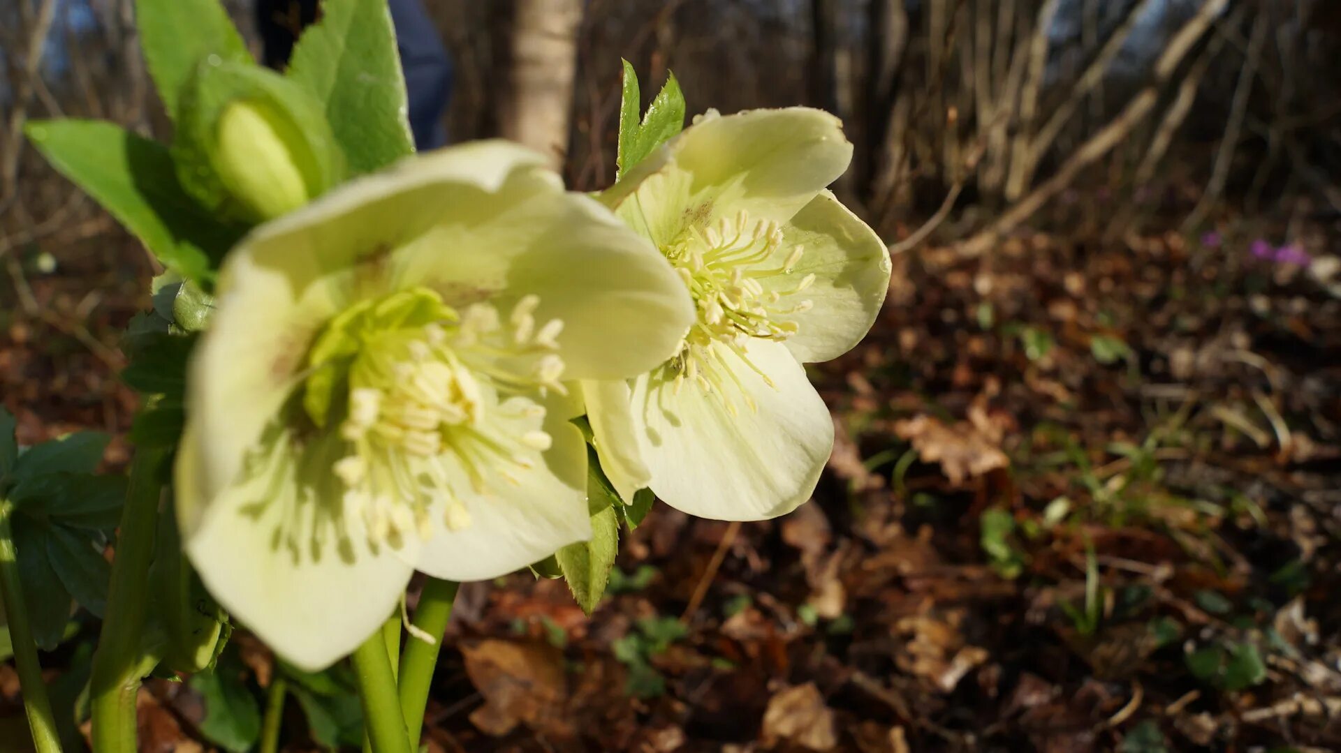 Морозник кавказский. Морозник (helleborus) кавказский. Первоцвет морозник кавказский. Зимовник отзывы. Морозник геллеборус.