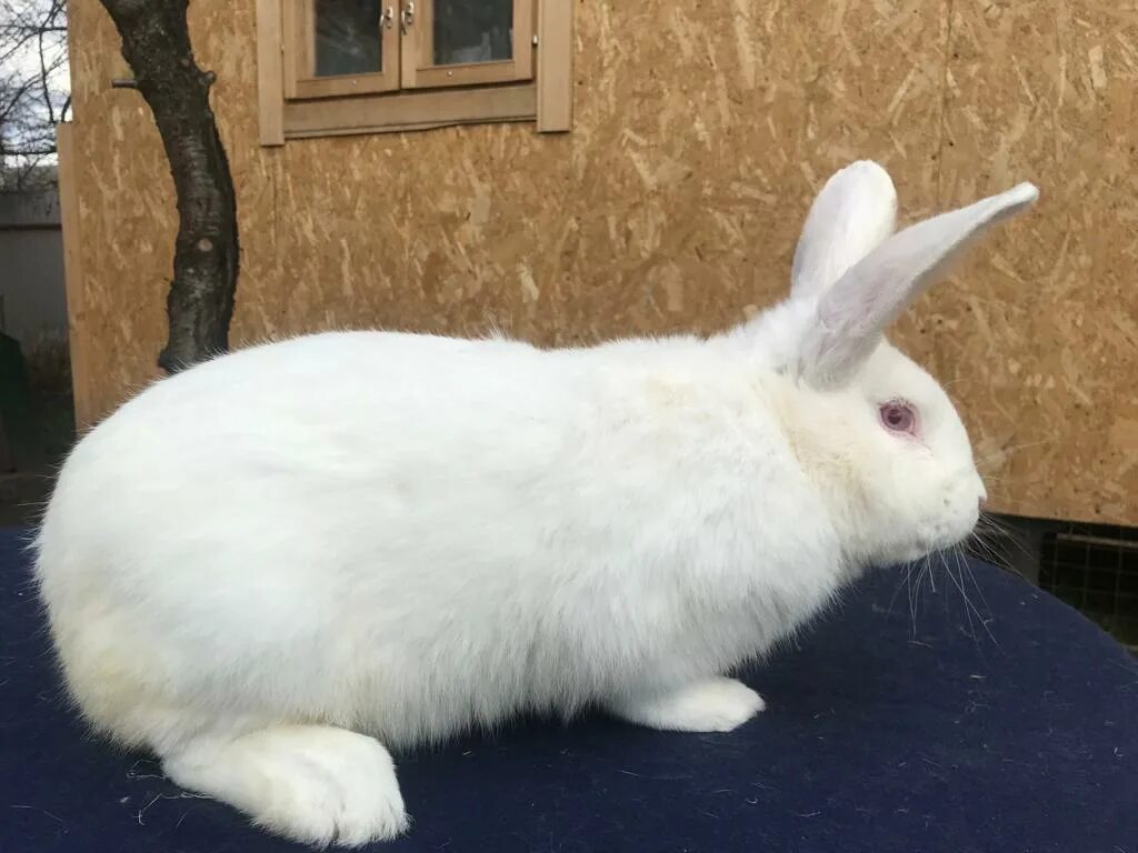 белый паннон кролик. белый паннон кролик. панон. кролики породы паннон. панон.