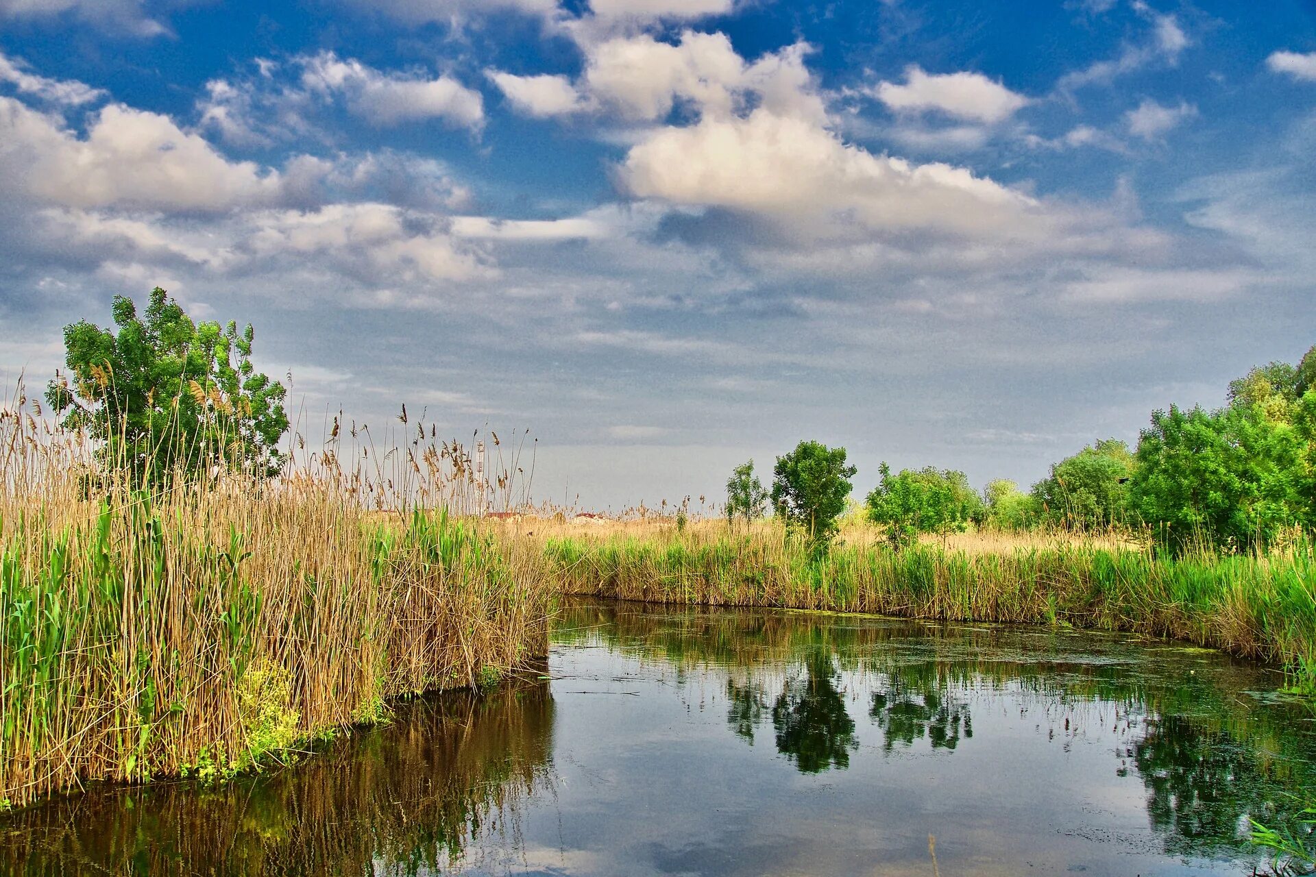 Заросли вдоль реки. Берег озера с камышами. берег реки кубань камыши. камыши курская область. хутор широкий камыш.