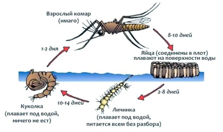 Стадия жизни насекомого. Жизненный цикл комара Пискуна. Жизненный цикл комара обыкновенного. Стадии развития комара. Цикл развития комаров кратко.