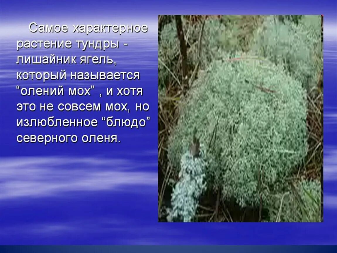 Растения тундры 4 класс сообщение. Растения тундры ягель. мох ягель в тундре. ягель окружающий мир 4 класс ягель. ягель в тундре 4 класс.