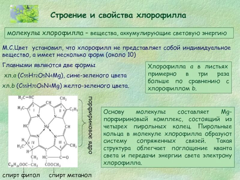 Строение пигментов. Хлорофилл формула химическая. Структура хлорофилла. Хлорофилл строение и функции. Молекула хлорофилла формула.