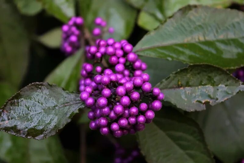 Purple berry