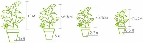 Размер растения с 3