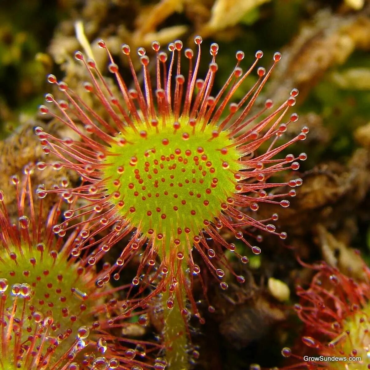 Росянка длиннолистная. Росянка (drosera). Росянка (drosera). Растение росянка круглолистная. Растянка-гурбалистная.