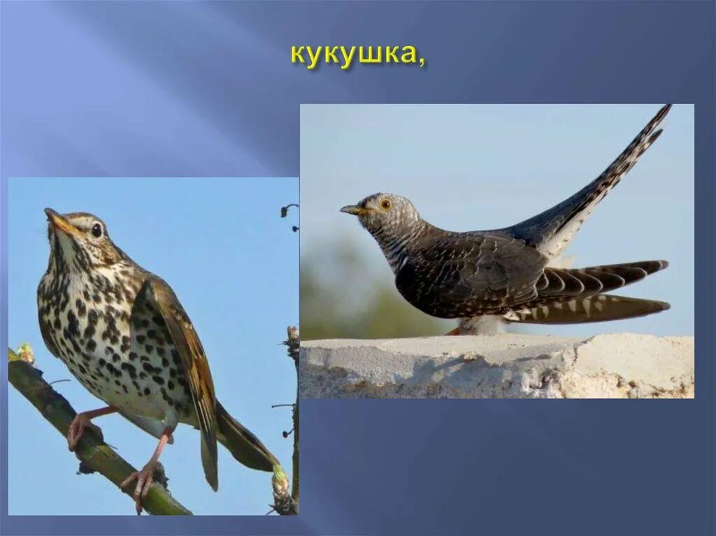 Ласточка, скворец, грач, соловей. Перелетные и неперелетные птицы для детей. Перелетные птицы список. Перелетные птицы урала для детей. Перелётные птицы башкирии названия.