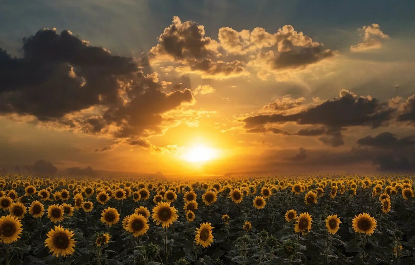 Поле подсолнухов флаг кубани. Подсолнухи на поле. Яркие подсолнухи. Анапа подсолнуховые поля. Подсолнухи на закате.