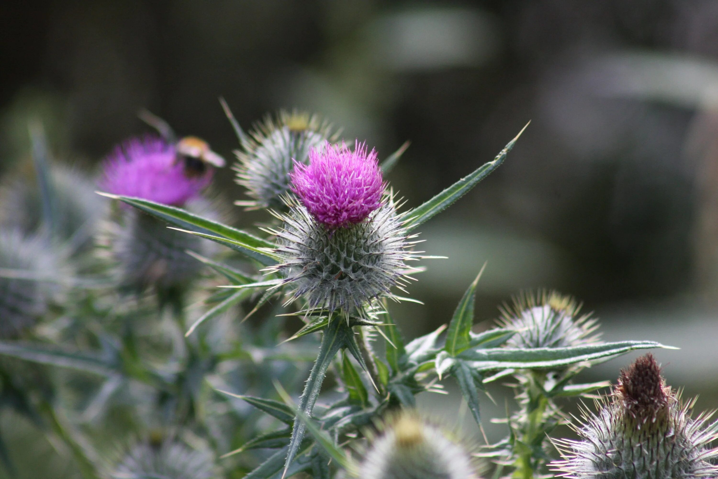 Scotland plants. Чертополох Шотландия. Цветок чертополоха символ Шотландии. Чертополох растение Шотландии. Чертополох растение татарник.