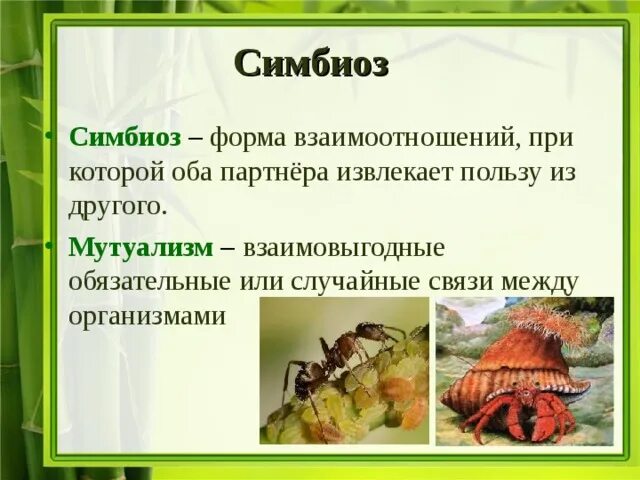 Мутуализм комменсализм. Мутуализм и паразитизм. Симбиоз это в биологии. Симбиоз это кратко.