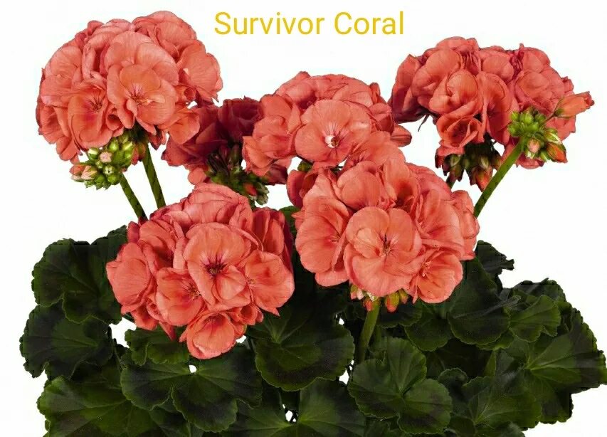 Пеларгония survivor. Пеларгония survivor coral. пеларгония survivor idols coral. пеларгония зональная survivor coral. пеларгония зональная survivor cora.