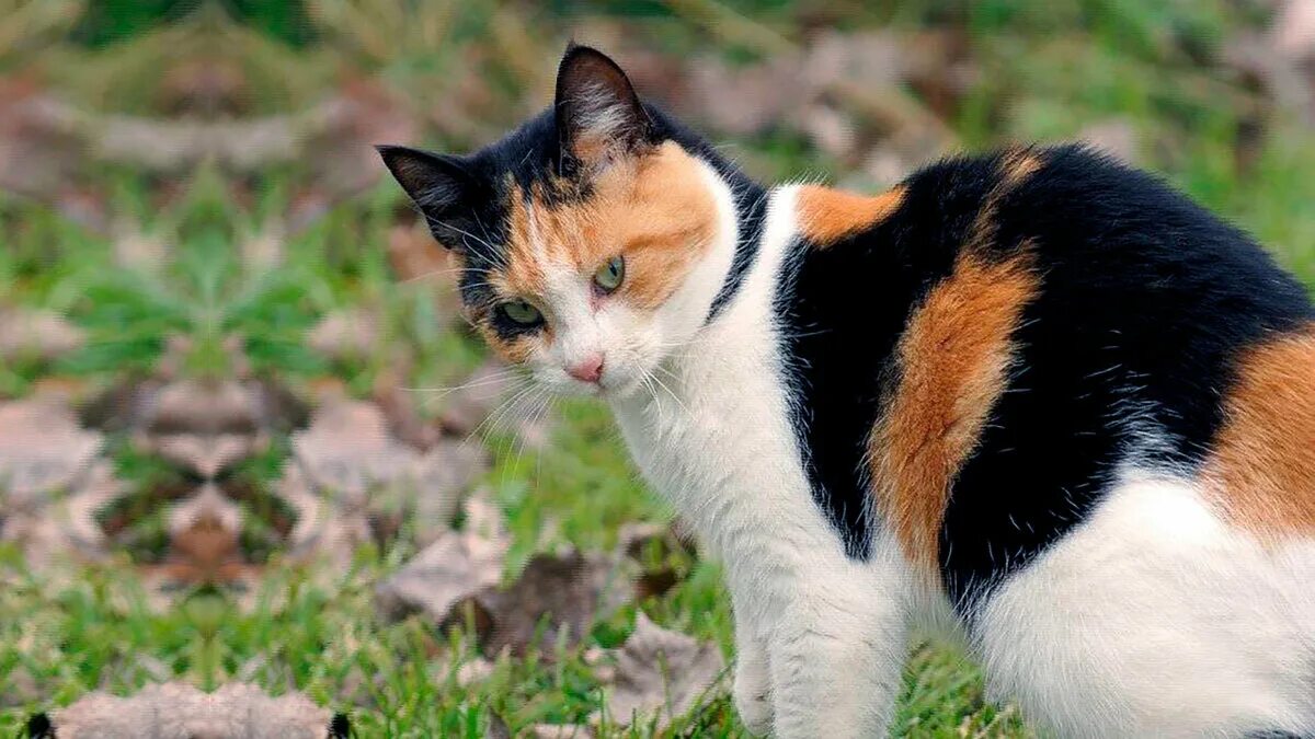 Трехшерстная кошка порода. Трехцветный кот. Трехцветная черепаховая кошка. Сибирская трехшерстная кошка. Трехцветная кошечка