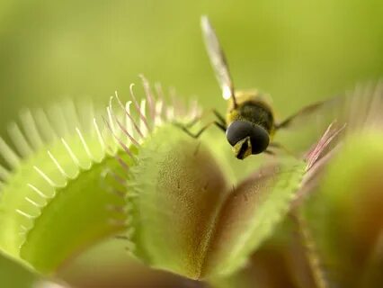 The Venus flytrap is a carnivorous flowering plant. 