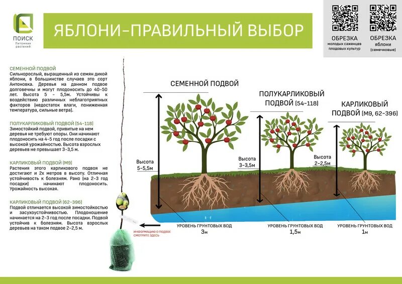 На каком расстоянии сажать саженцы. Подвой полукарлик 54-118. Яблоня на карликовом подвое. Семенной карликовый подвой. Подвои яблони яблони.