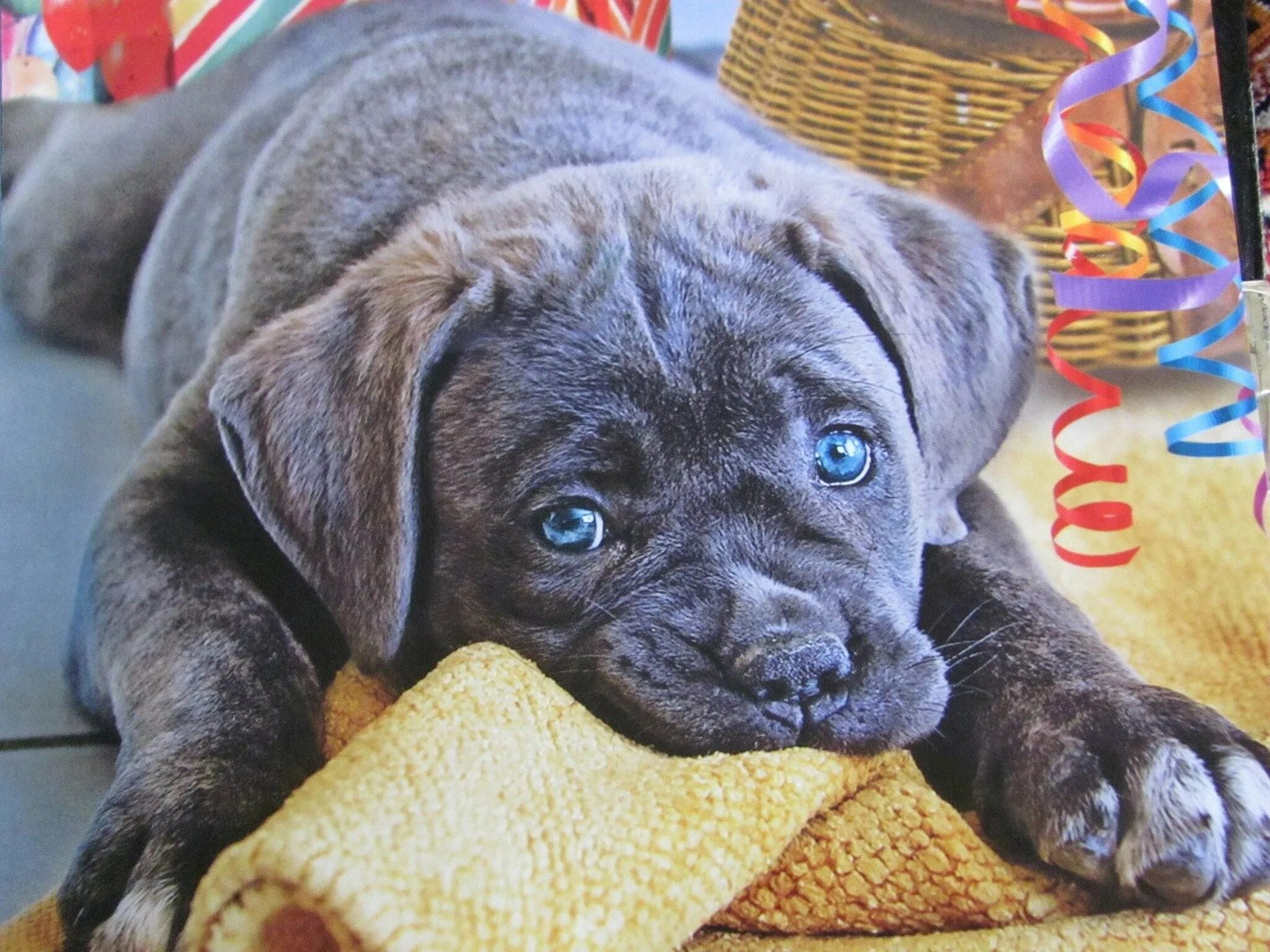 Собака голубого окраса. Щенки с голубыми глазами порода. Глаза голубой собаки. Голубой щенок.