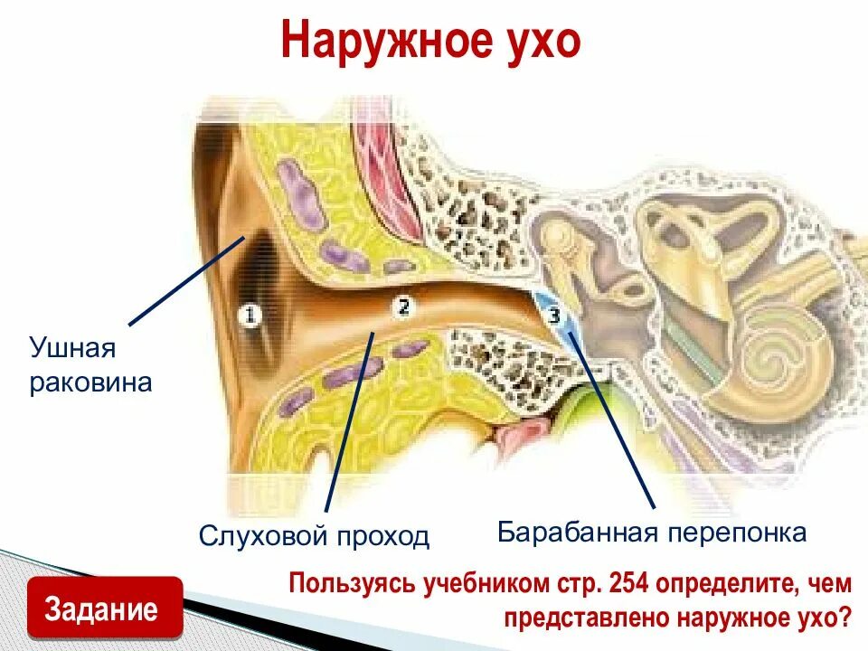 Наружное ухо барабанная перепонка. Ушной проход раковины слуховой и барабанной перепонки. Ушная раковина анатомия. Воздух заполняет наружное ухо