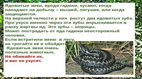 Читательский дневник гадюка
