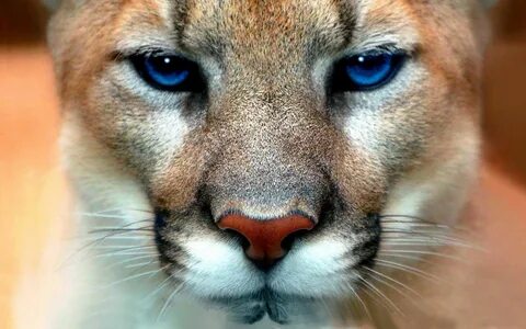 cougar blue eyes Beautiful Cats, Animals Beautiful, Cute Animals, Gorgeous,...