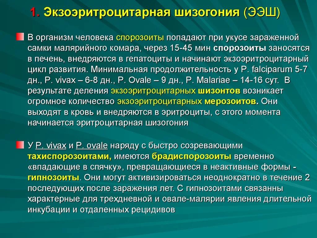 Длительное гаметоносительство может встречаться после перенесенной малярии. Экзоэритроцитарная шизогония. Эритроцитарная шизогония. Экзоэритроцитарная шизогония, эритроцитарная шизогония. Малярия экзоэритроцитарные рецидивы.