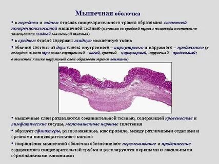 Источники развития эпителия