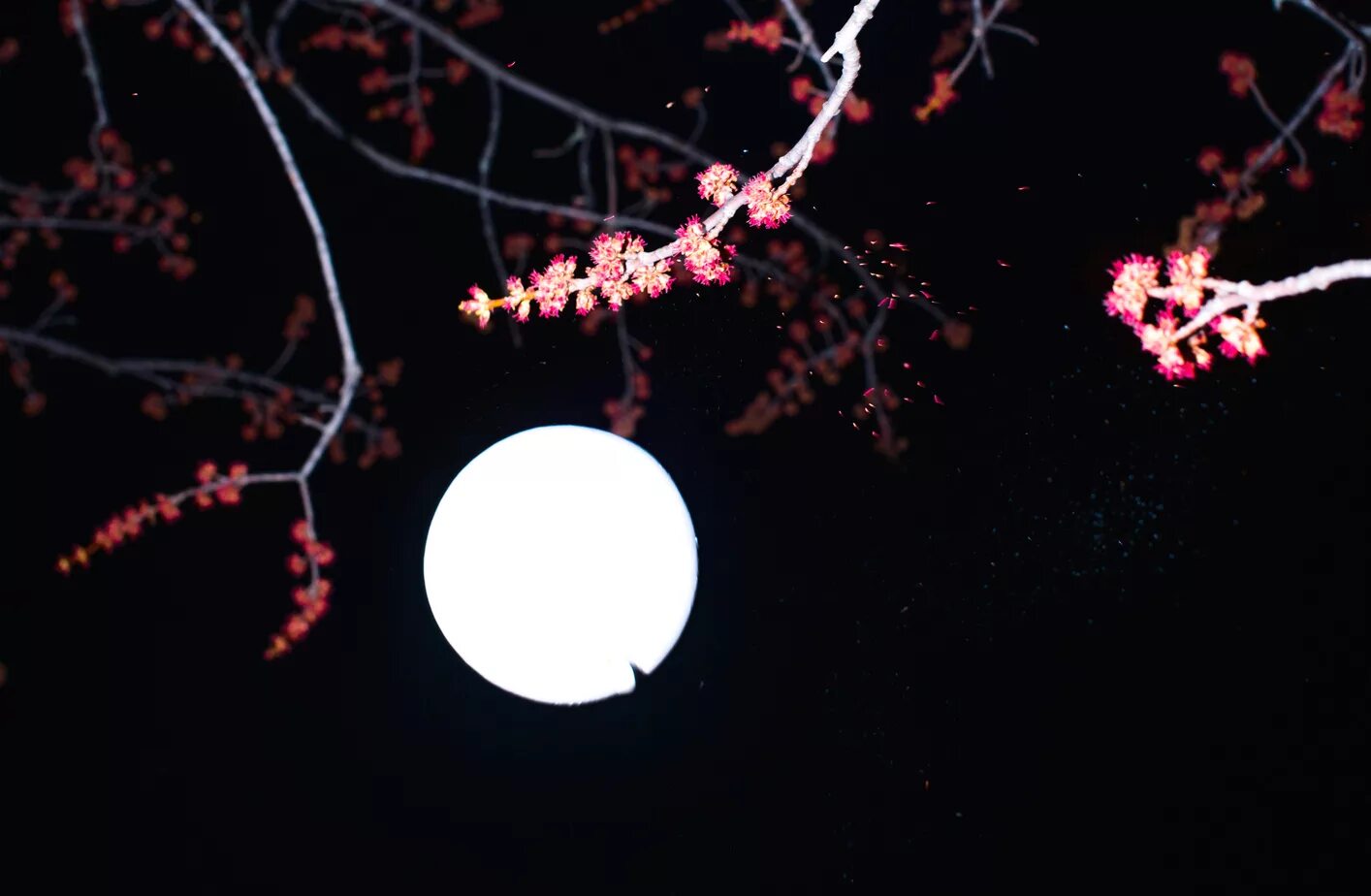 Почему цветочной луны. Мун Фловер. Луна и цветы. Цветочное полнолуние. Лунный цветок Япония.