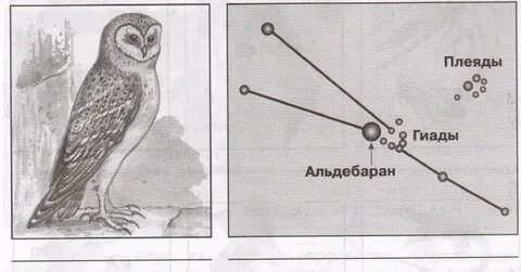 Созвездие атлас определитель 3