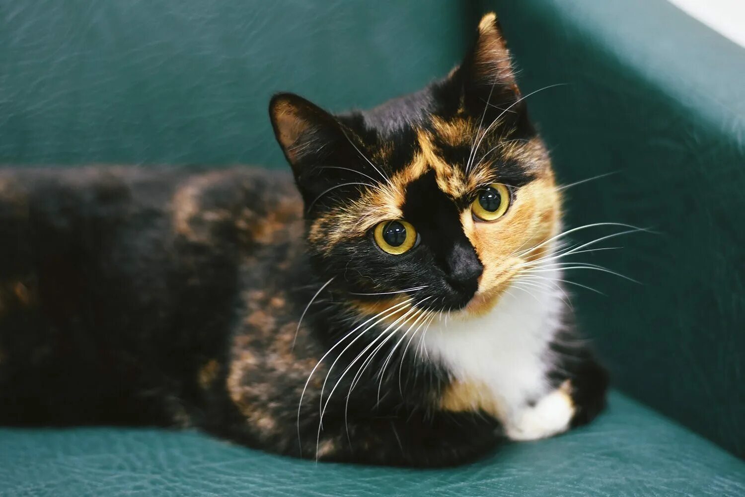 Американская короткошерстная кошка черепаховая. Сибирская кошка трехцветная короткошерстная. Черепаховая кошка Калико. Американская короткошерстная кошка трехцветная. Черепаховый цвет