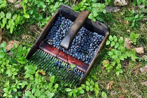 Приспособление ягоды