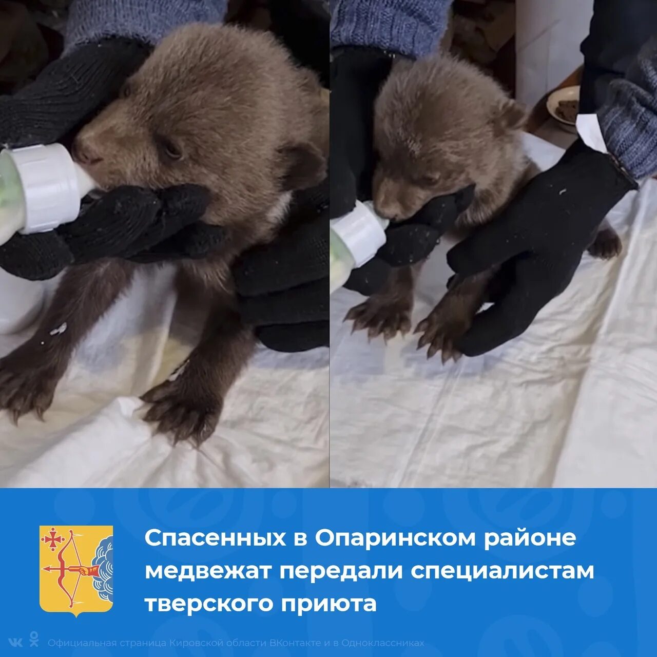 Спасение медвежат. Центр спасения медвежат тверской области. центр спасения медвежат-сирот в тверской области. приют медвежат тверская область. спасение медвежат тверская область.