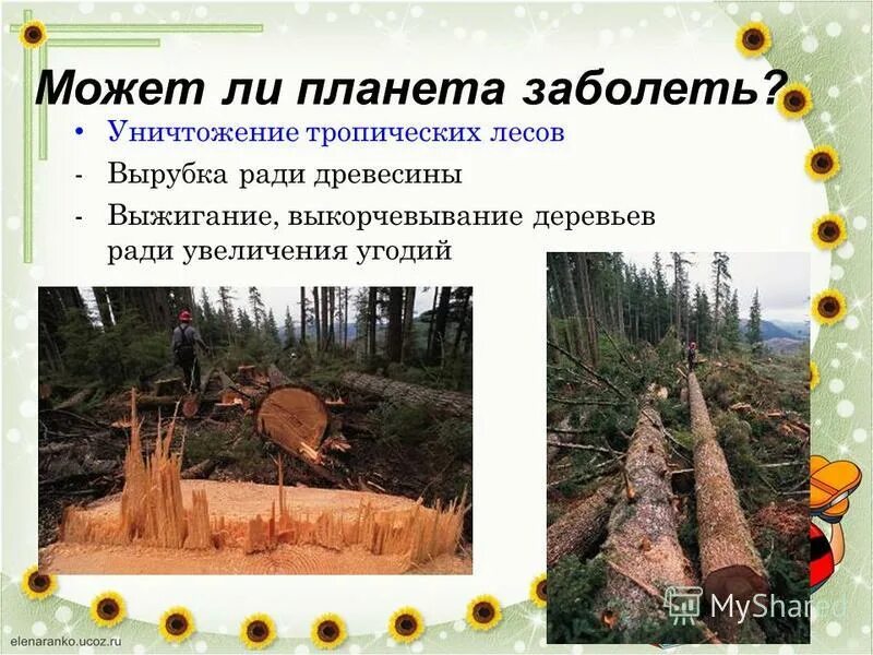 Плюсы и минусы вырубки деревьев. Экологические проблемы леса. Причины вырубки лесов. Вырубка лесов. Выжигание лесов для земледелия.