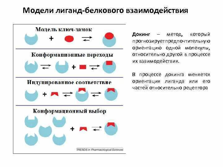 Белково белковые взаимодействия. Белок лигандные взаимодействия это биохимия. Механизм взаимодействия белок лиганд. Взаимодействие белков с лигандами. Комплементарность взаимодействия белков с лигандами..