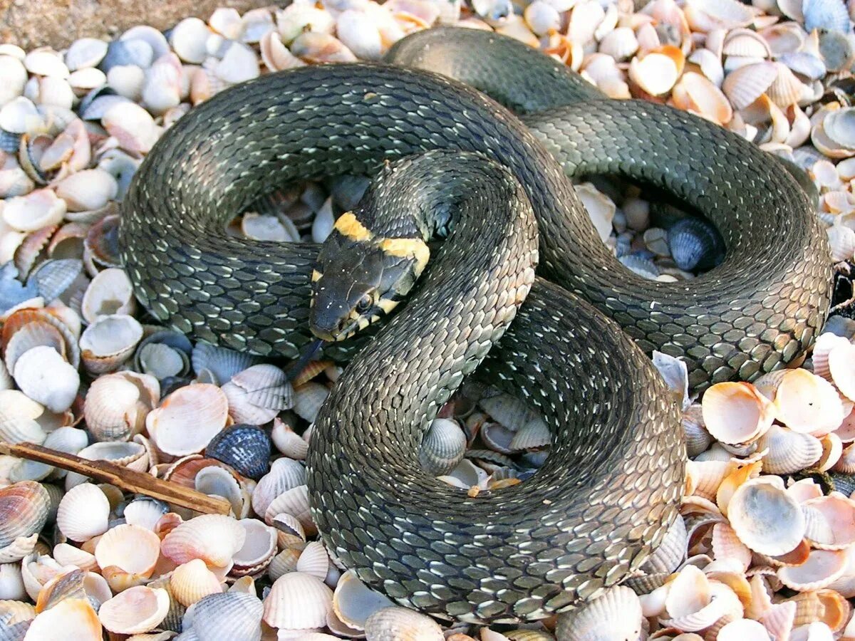 уж меланист и гадюка меланист. класс эквивалентности в тестировании. уж кого серый и выделял из класса. обыкновенная гадюка медянка. речевые ошибки в сочинении.