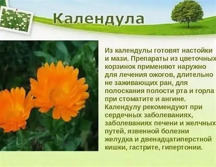Растение краснодарского края 2 класс. Лечебное растение кубани календулы. лекарственные растения краснодарского края. лечебные растения краснодарского края. лекарственные растения 2 класс кубановедение.