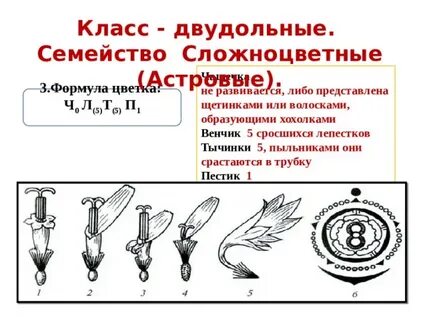Формула сложноцветных 7 класс