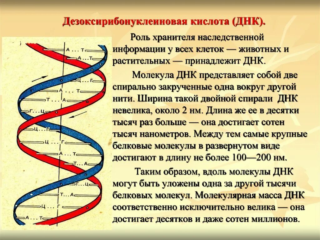 Молекула днк состоит из двух спирально закрученных. Дезоксирибонуклеиновая дезоксирибонуклеиновая кислота. молекула днк представляет собой. рнк хранитель наследственной. хранитель генетической информации.