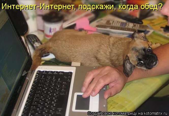смешные приколы про животных с надписями. животных без интернета. кошка и компьютер. собака и попугай. игра петс 5.