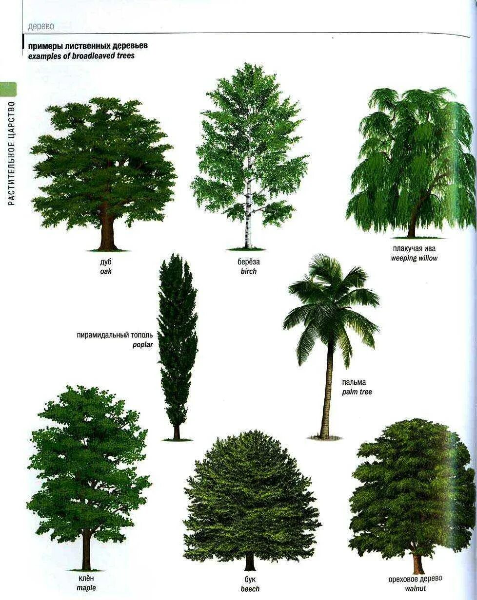 Хвойные деревья и лиственные деревья. Хвойные и лиственные деревья названия. Пять лиственных деревьев. Плодовые лиственные хвойные деревья. 5 лиственных растений