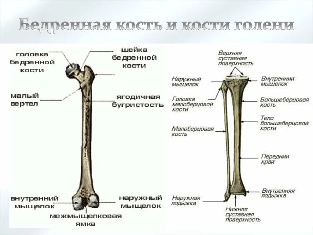 С какими костями соединяется бедренная кость. Бедренная кость анатомия строение. Бедренная кость на скелете человека. Берцовая кость анатомия. Строение скелета бедренная кость.