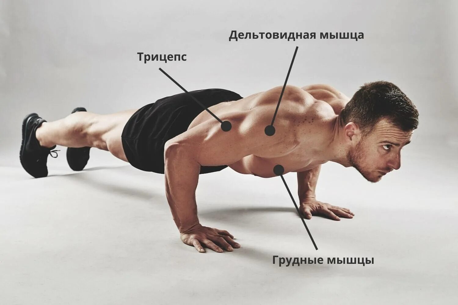 Том что его можно постоянно. Отжимания. Отжиматься от пола. Мышцы при отжимании от пола. Отжимания каждый день.