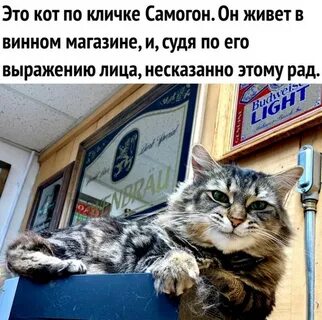 Кот может прожить без
