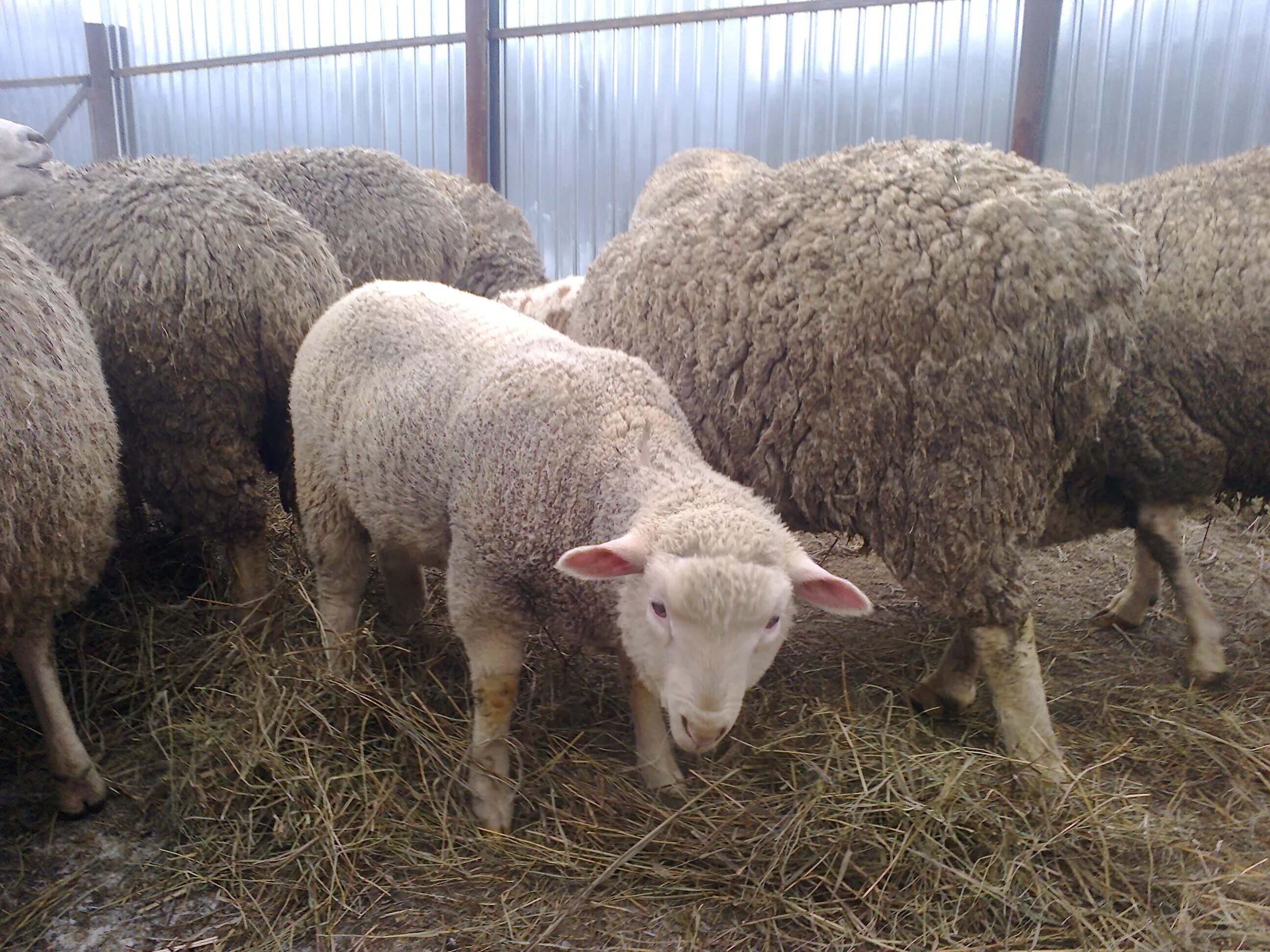 Авито породы овец. Ташлинская порода овец. Тексель Ташлинский. Овцы Ташлинской породы баран. Ташлинская порода овец на Ставрополье.