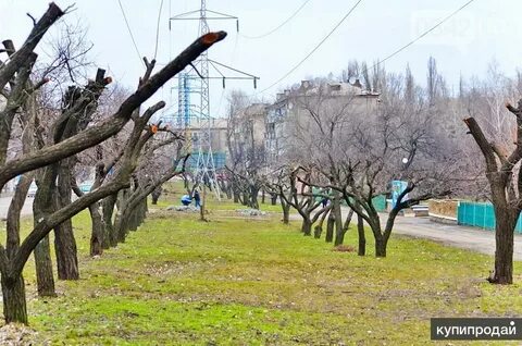 Кронирование деревьев